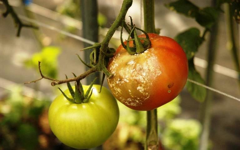 AVERTIZARE: Phytophthora infestans  – Mana tomatelor!